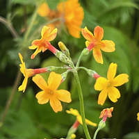 Primula cockburniana 'Kevock Sunshine'